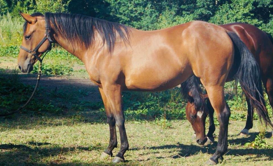 Der Markt für Westernpferde in Europa